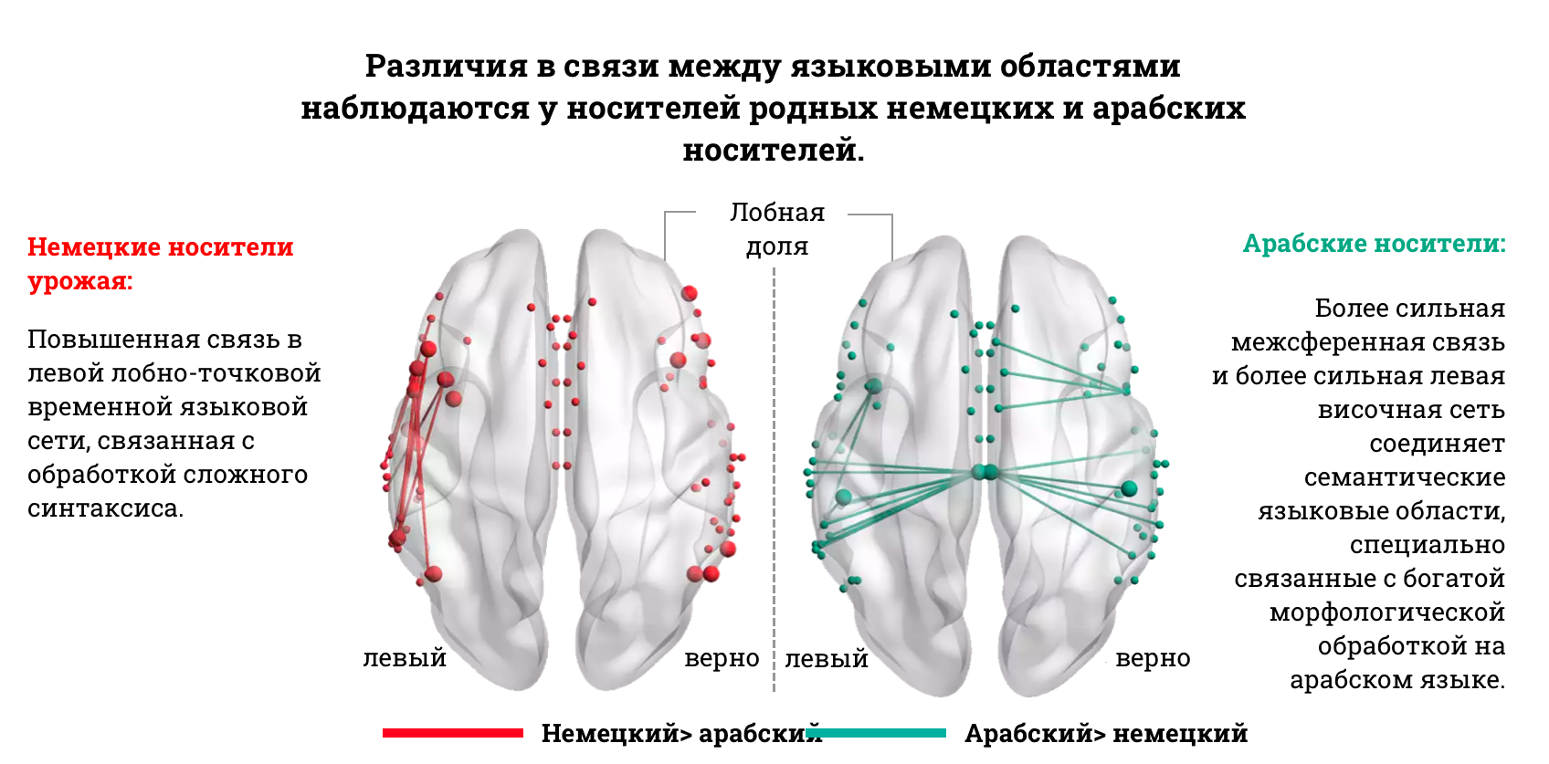 Усиленная проводка в мозгу носителей немецкого и арабского языков, изображенная на карте.